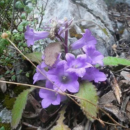 Hotel Club Chicago Marmaris