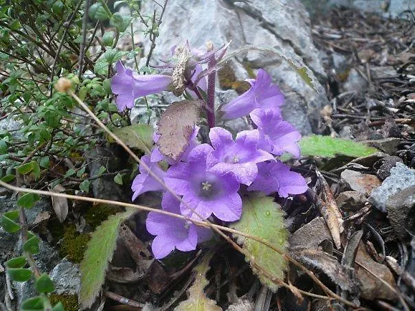 Hotel Club Chicago Marmaris